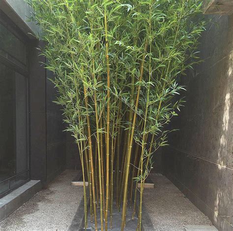灶台高度风水 竹子種子種植
